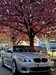 BMW 523 Nessa